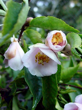 Camellia rosiflora gallery image