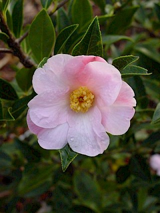 Camellia saluenensis gallery image