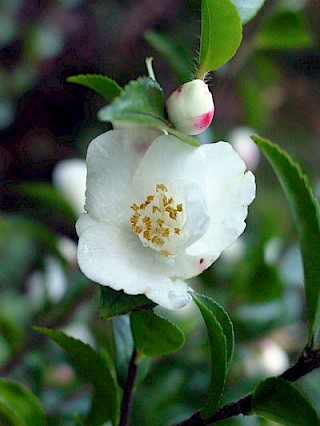 Camellia transnokoensis gallery image