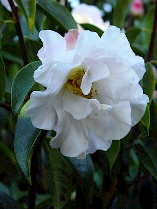 Camellia 