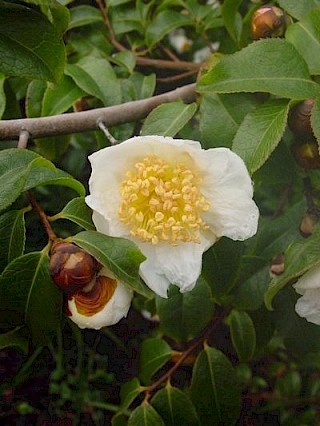 Camellia yunnanensis gallery image