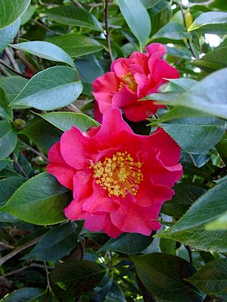 Camellia 