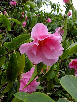 Camellia 