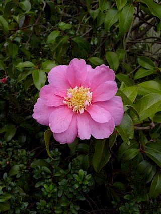 Camellia 