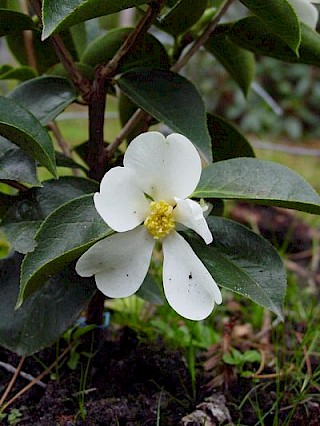 Camellia yuhsienensis gallery image