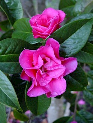 Camellia 