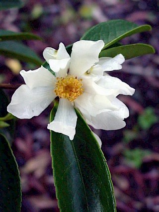 Camellia oleifera gallery image