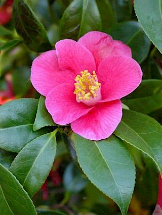 Camellia 