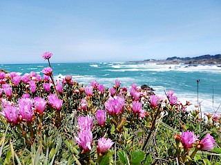 Lampranthus spectabilis ‘Ice Plant’ we practice bi-annual removal of this colorful invasive plant from the native grasslands on our coastal bluffs gallery image