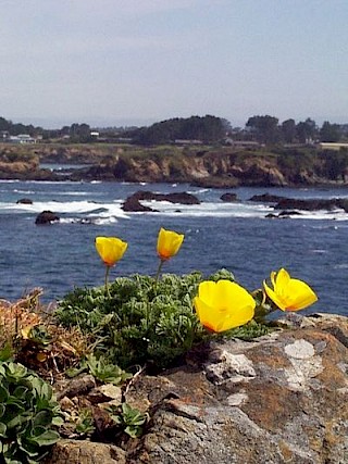 California poppy gallery image