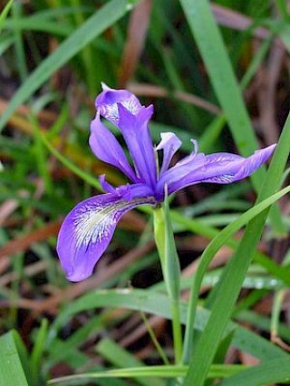 Douglas Iris gallery image
