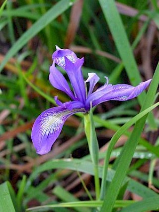 Douglas Iris gallery image