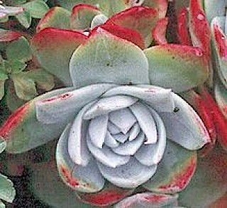 Dudleya farinosa gallery image