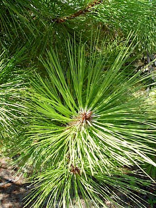 Pinus torreyana gallery image