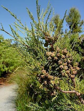 Widdringtonia nodiflora gallery image