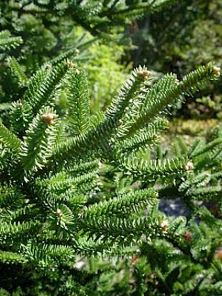 Abies pinsapo var. macroccana gallery image