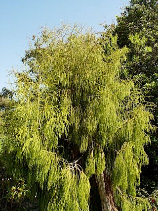 Dacrydium cupressinum gallery image