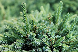 Picea mariana 