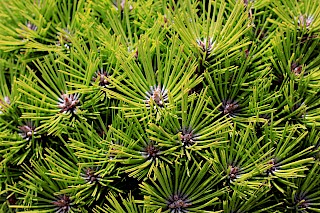 Pinus densiflora 