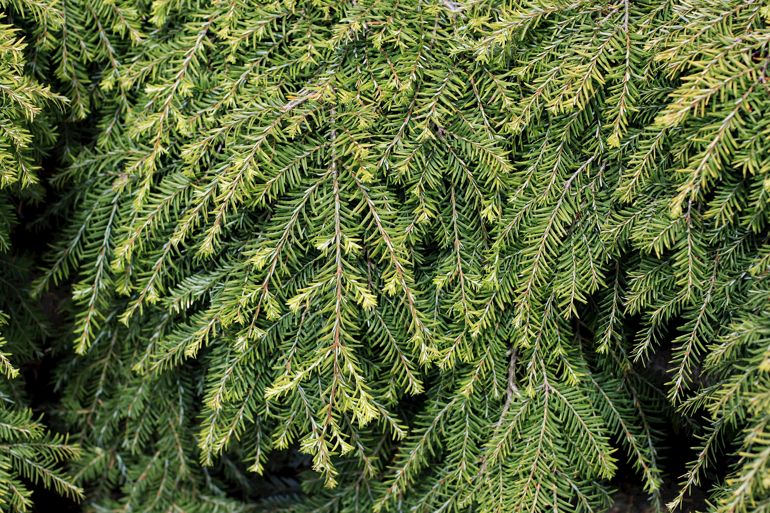 conifers plant