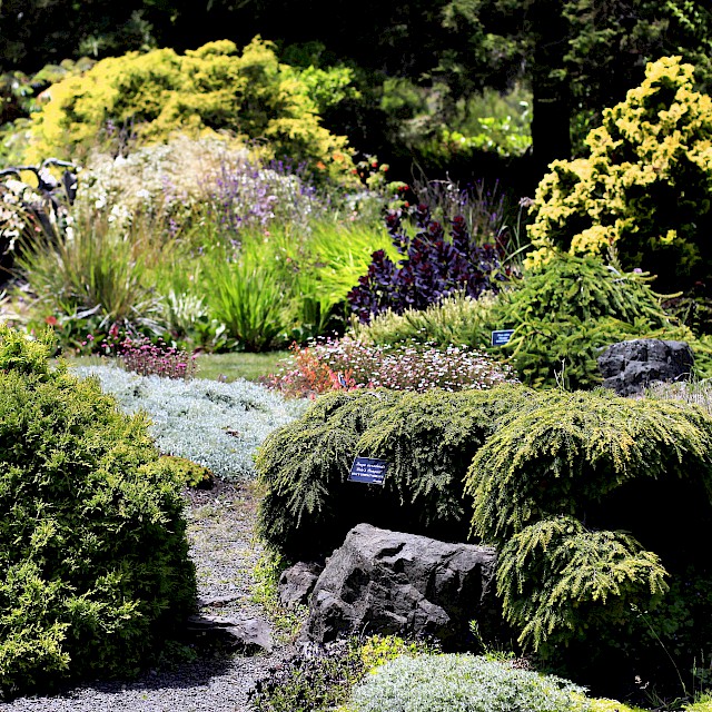 Dwarf conifers add texture to the Perennial Garden gallery image