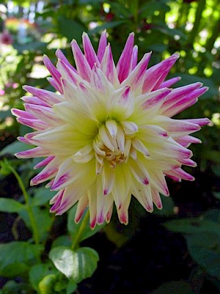 Dahlia 