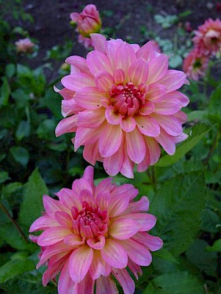 Dahlia 