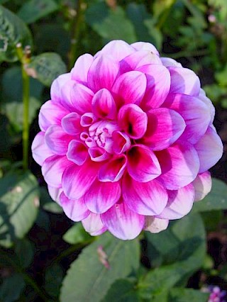 Dahlia 