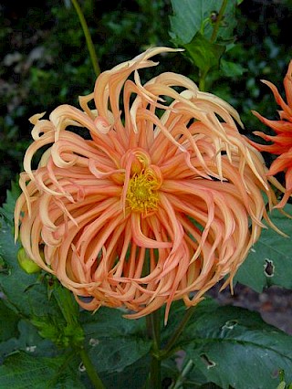 Dahlia 