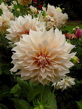 Dahlia 