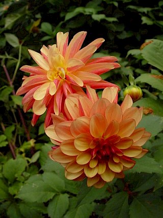 Dahlia 