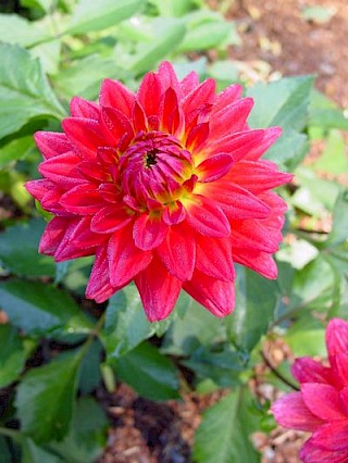 Dahlia 