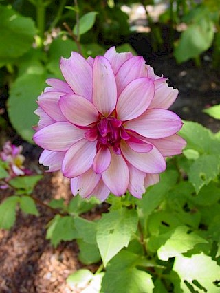 Dahlia 