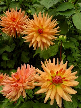 Dahlia 