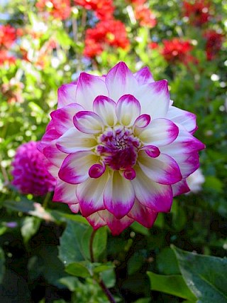 Dahlia 