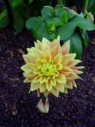 Dahlia 