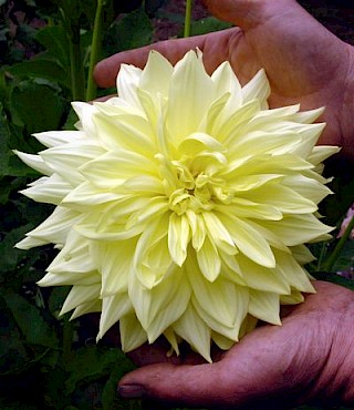 Dahlia 