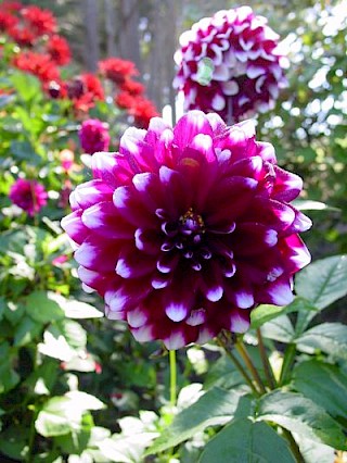 Dahlia 