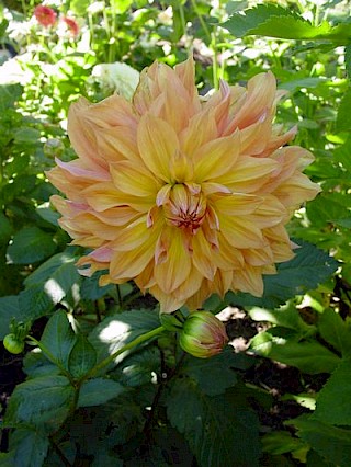 Dahlia 