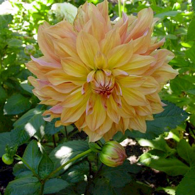 Dahlia 
