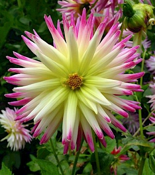 Dahlia 