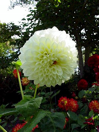 Dahlia 