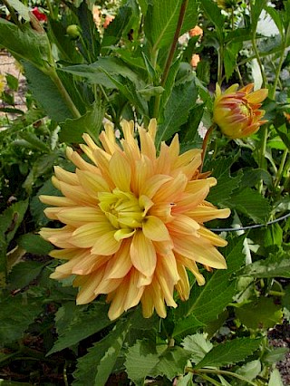 Dahlia 