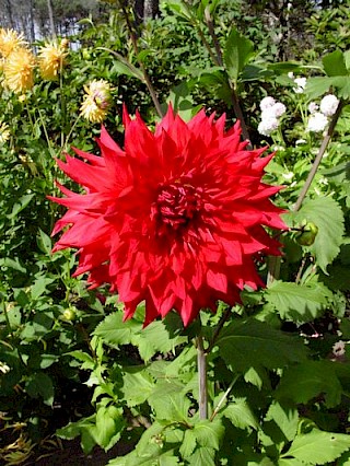 Dahlia 