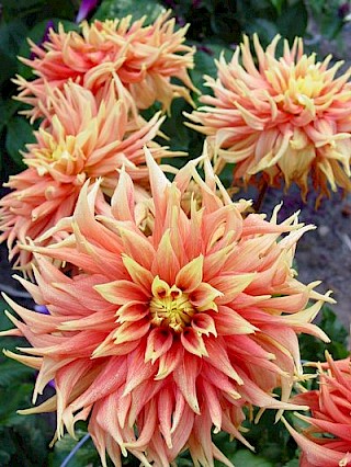 Dahlia 