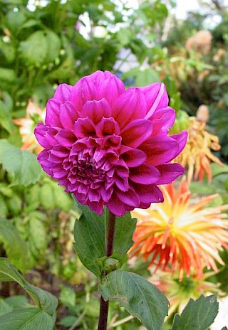 Dahlia 