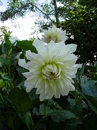 Dahlia 