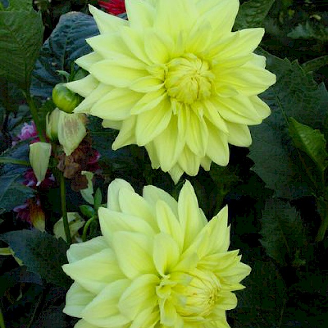 Dahlia 
