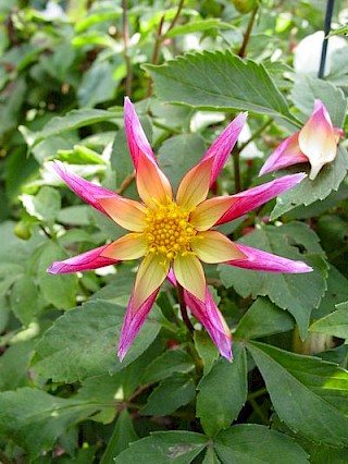 Dahlia 