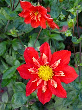 Dahlia 